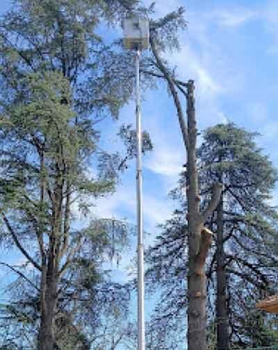 Grands arbres élagués en hauteur, avec une nacelle en place