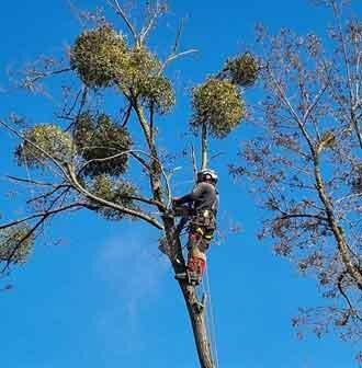 Grimpeur au sommet d'un arbre couvert de gui, sous un ciel bleu