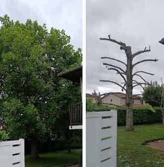 Deux vues d'un arbre : feuillu, puis taillé