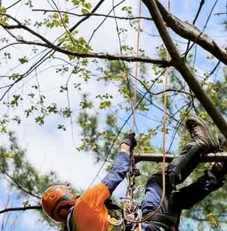 Grimpeur casqué encordé dans les branches d'un arbre