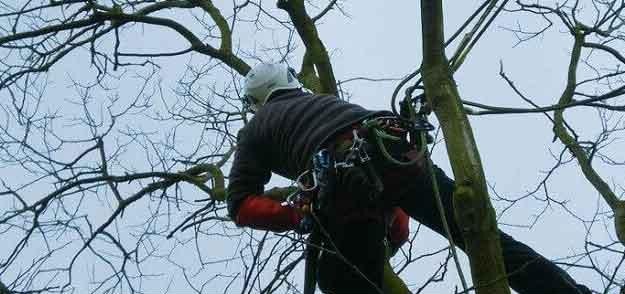 Grimpeur encordé dans un arbre sans feuilles, par temps gris